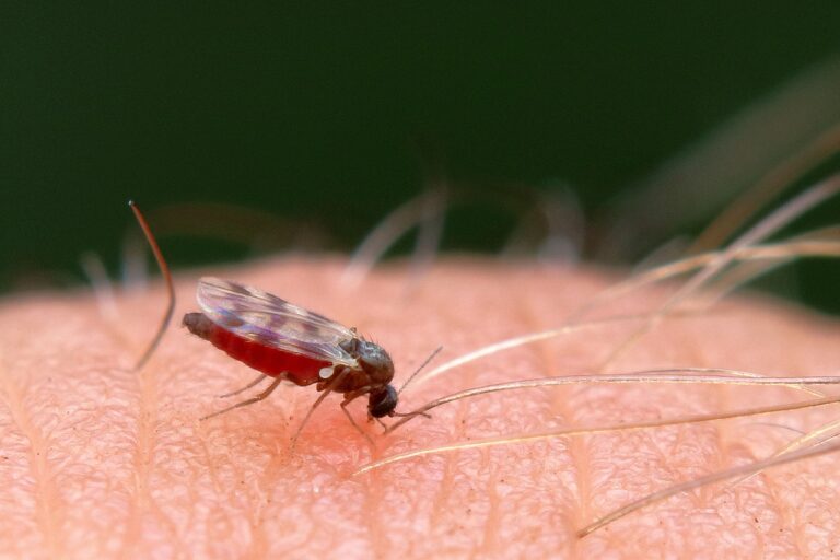 midge, gnat, mosquito